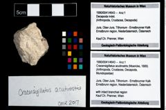 Foto (Objekt + Etikett) von Cracensigillatus acutirostris (Moericke, 1889)  (NHMW-GEO-1990-0041-4643)